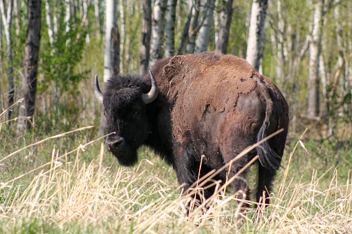 Bison looking at the camera in a clearing near a birch tree forest in Elk Island National Park. It was the first wildlife refuge in Canada.
