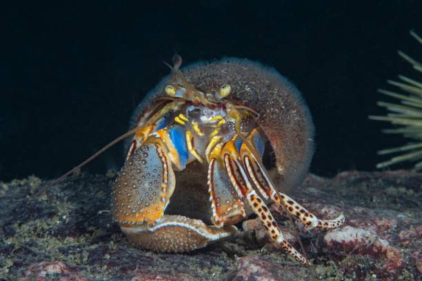 crabe ermite à larges pinces - sea snail photos et images de collection