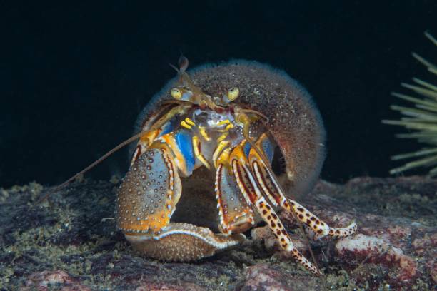 caranguejo eremita de garras largas - sea snail - fotografias e filmes do acervo