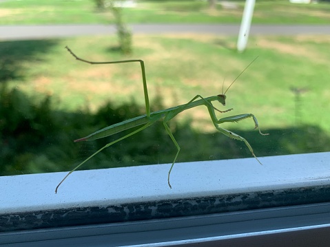 Praying Mantis on window in Connecticut