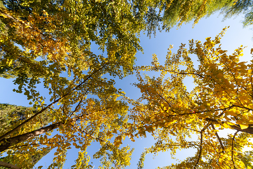 Wide angle birch trees