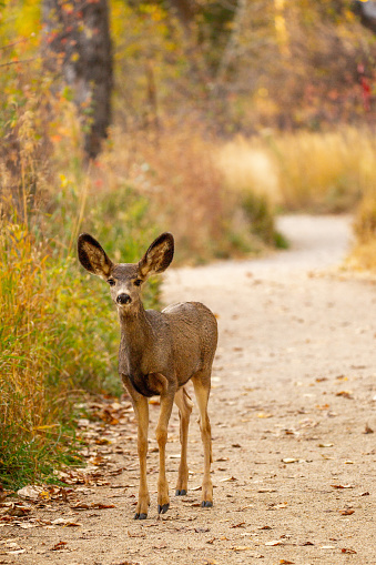 European roe deer rests on an open green meadow in summer. European Fallow deer dama dama outdoors in the forest.