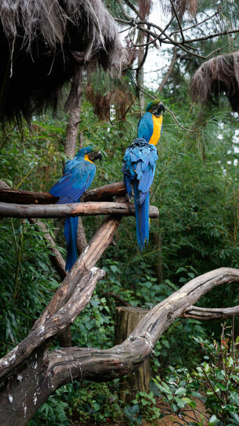istock Close-up of the Macaw 1436556354