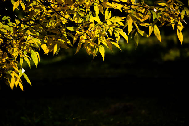 Autumn gold birch leaf