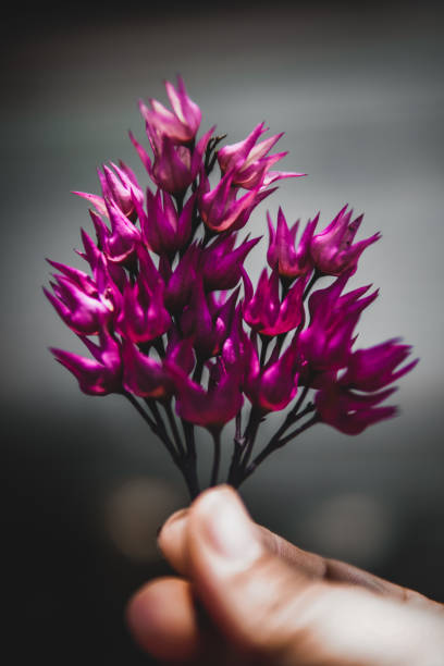 Tropical flower