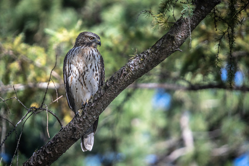 A Red-shouldered Hawk patiently waits for prey in the Laurentian Forest of Canada in autumn.