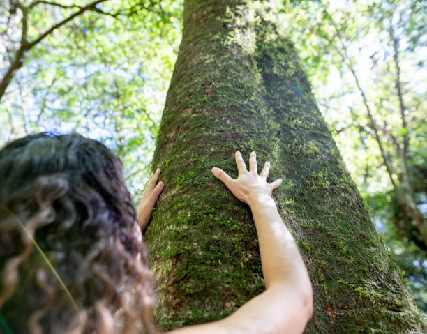 istock Woman reaching up to touch a tree trunk in a forest 1436558299