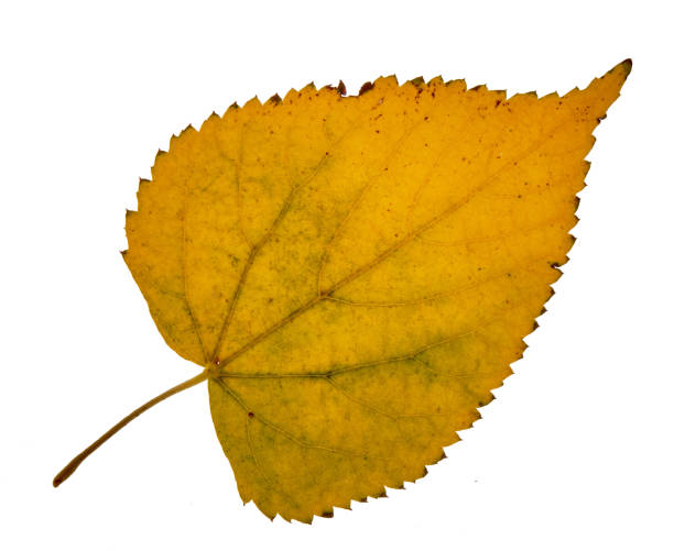 istock Autumn birch leaves on a white background 1436563248