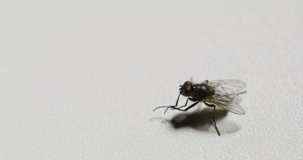 fly closeup bug life pest insect white background