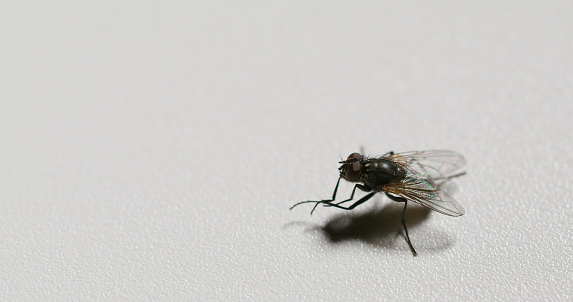 A Tachinid Fly enjoys the last rays of the sun on a leaf in the summer in the Laurentian Forest.