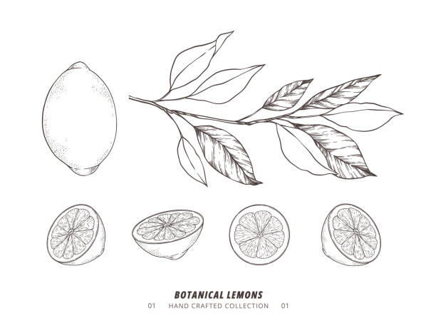 illustrations, cliparts, dessins animés et icônes de illustration vectorielle dessinée à la main - branche botanique avec citrons. tranches de citron. branche avec agrumes. parfait pour menu, paquet, cartes, invitations, impressions - lemon portion citrus fruit juice