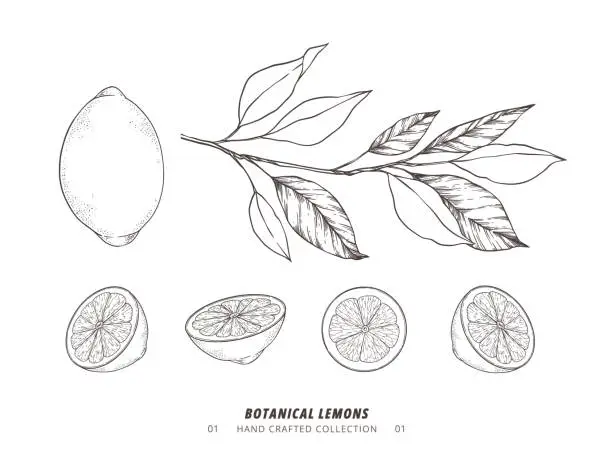 Vector illustration of Hand drawn vector illustration - Botanical branch with lemons. Slices of lemon. Branch with citrus fruits. Perfect for menu, package, cards, invitations, prints