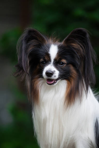 istock Beautiful dog breed papillon portrait. 1436564019