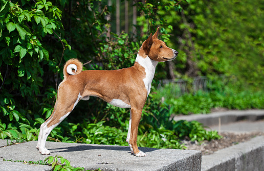 Red dog breed basenji in the park