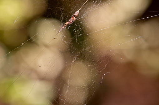 Spiders – These webs are primarily associated with the family Araneidae, or orb-weaver spiders. These spiders are primarily found outside, and many genus and species within it are non-threatening in terms of their venom.