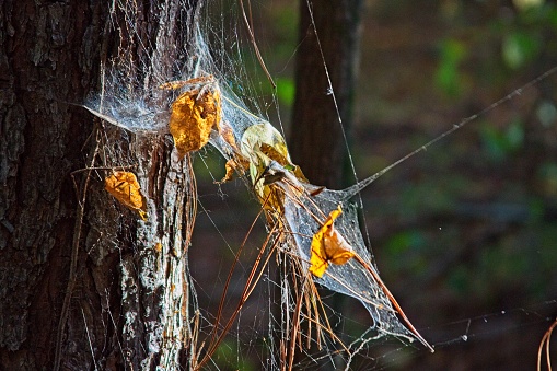 Spiders – These webs are primarily associated with the family Araneidae, or orb-weaver spiders. These spiders are primarily found outside, and many genus and species within it are non-threatening in terms of their venom.