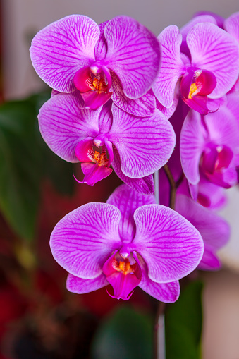 An indoor shot of coloiurful Colombian orchid flowers.  Image shot in natural light. Horizontal format. Focus on central flower.