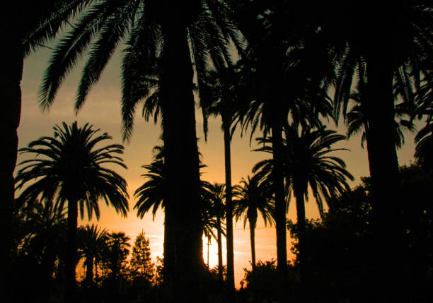 Palmtrees at sunset-Riverside, California