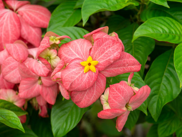 Close up Dona flower with pink leaves. Close up Dona flower with pink leaves. (Scientific name Mussaenda Philippica) mussaenda stock pictures, royalty-free photos & images