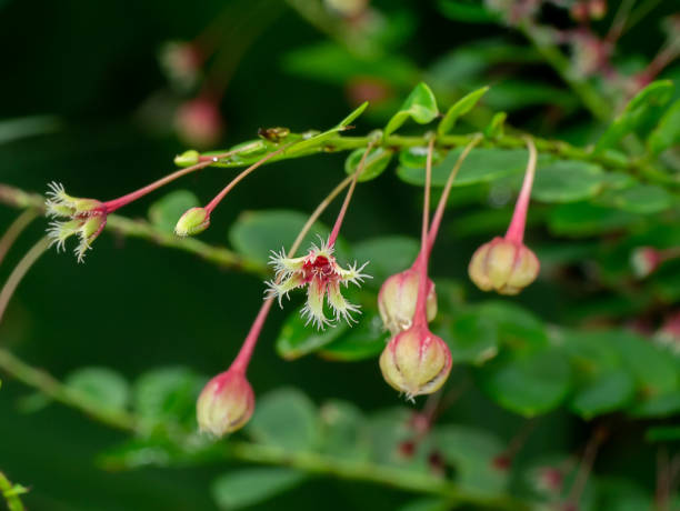 istock Close up Phyllanthus pulcher flower with blur background. 1436571227