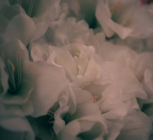 istock Beautiful Artificial Flowers Background, Vintage style; 1436575146