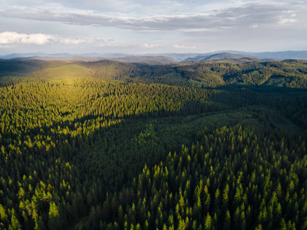 Reforestation. Young pine forest at sunset, aerial view. stock photo