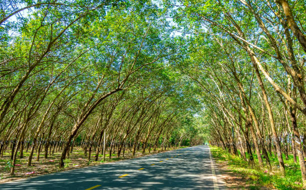 The asphalt road through the rubber plantation in the suburbs stock photo