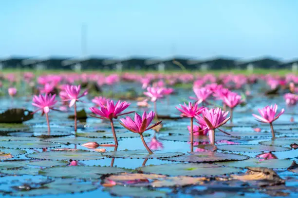 Water lilies bloom season in a large flooded lagoon in Tay Ninh, Vietnam. Flowers grow naturally when the flood water is high, represent the purity, simplicity