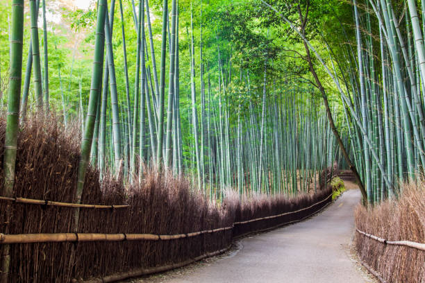 istock Arashiyama Bamboo Forest none one in the picture 1436586055