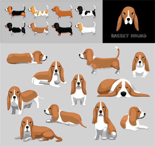 ilustrações, clipart, desenhos animados e ícones de dog basset hound brown coat cartoon vector ilustração conjunto de variação de cores - young animal characters clothing coat