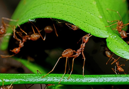 Ants help biting green leaf to build nest.