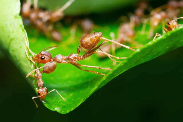 istock Ants help biting green leaf to build nest. 1436592485