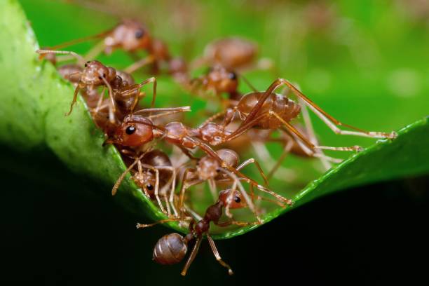 istock Ants help biting green leaf to build nest. 1436592520