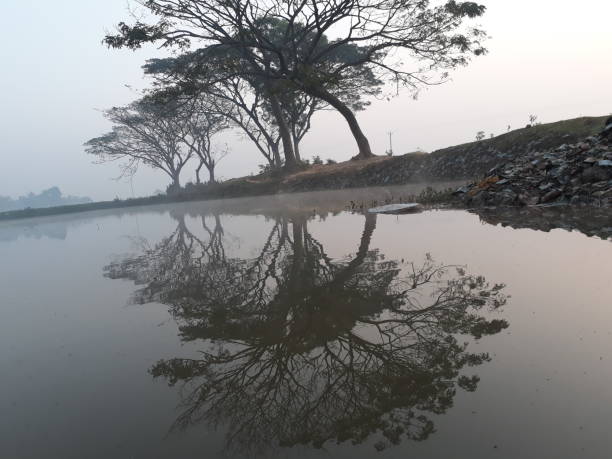 istock trees shadow in the water. reflation on water. 1436594513