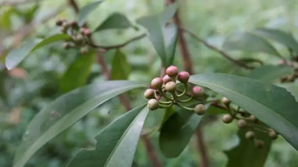 Closeup of fruits from plants of Ardisia elliptica also known as Shoe button ardisia, Shoebutton, China shrub, Lampenne. Rare plant