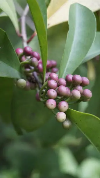 Closeup of fruits from plants of Ardisia elliptica also known as Shoe button ardisia, Shoebutton, China shrub, Lampenne. Rare plant
