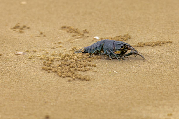 Yabby on a Beach at Chinamans Beach at Evans Head