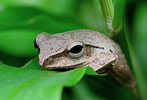 istock Tree frog resting on green leaves - animal behavior. 1436595134