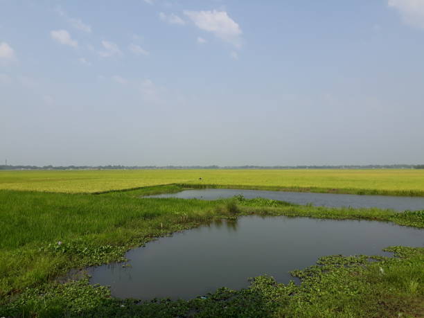 istock Golden paddy field with pond. pond under yellow rice field. 1436596091