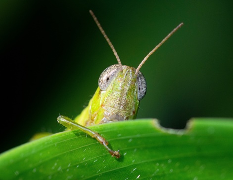 beautiful adult cricket sitting on branch in Thai forest