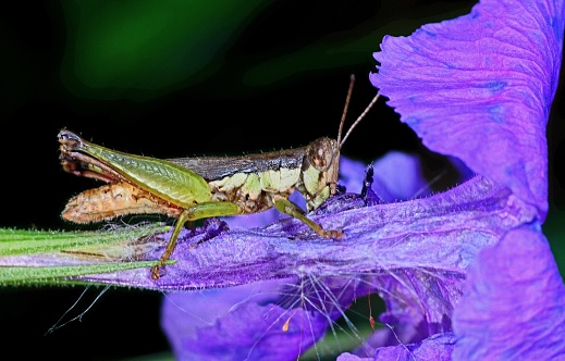 Grasshopper on purple flower - animal behavior.
