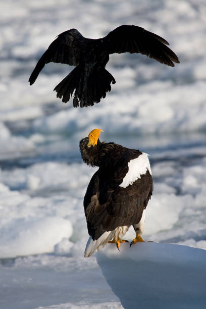 istock Steller's Sea-eagle, Haliaeetus pelagicus 1436598450