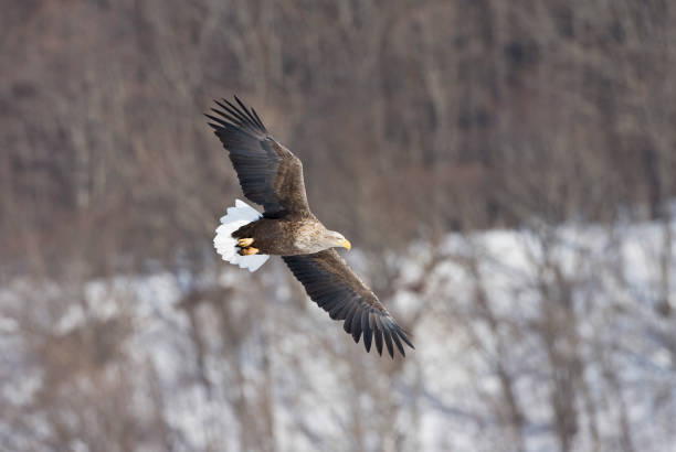 istock Zeearend, White-tailed Eagle, Haliaeetus albicilla 1436598649