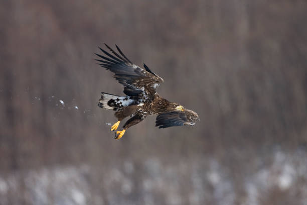 istock Zeearend, White-tailed Eagle, Haliaeetus albicilla 1436598670