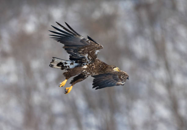 istock Zeearend, White-tailed Eagle, Haliaeetus albicilla 1436598677