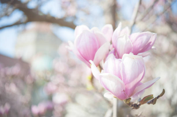 bocciolo di magnolia - magnolia bloom foto e immagini stock