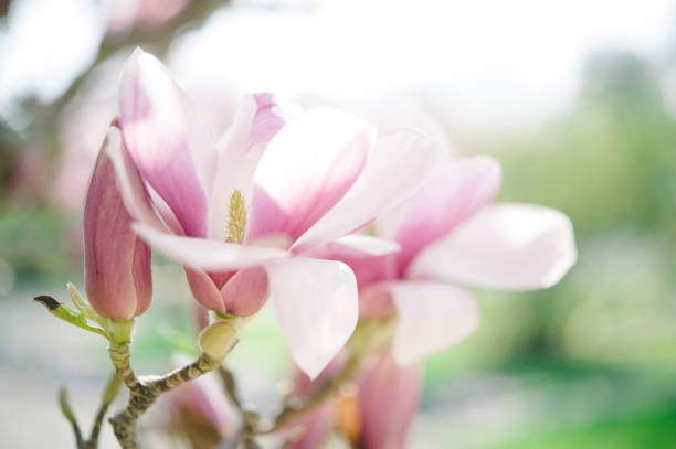 「magnolia 」のクローズアップ - tree magnolia vibrant color close up ストックフォトと画像