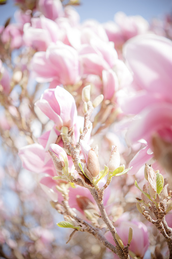 Close-up of blossoming magnolia with a lot copyspace