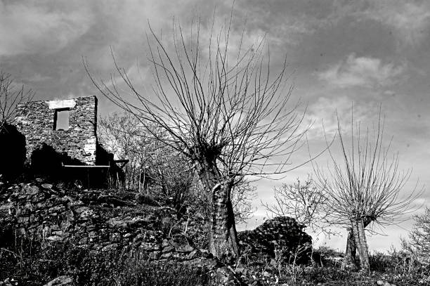 istock Black and white photography and dried trees 1436603548