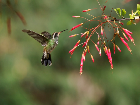 A White-eared Hummingbird feeding on flowers. Is hovering at the pink flowers. In Arizona. Has a soft, defocused background.